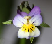 Die Blüten sind weiß und gelb, evtl. lila angehaucht wie hier und haben fünf schwarze Striche auf der Unterlippe. (Bild: W. Wohlers, JKI)