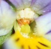 Zieht man ein mittleres Kronblatt zur Seite, dann sind die hellgrüne Narbe und der weiße Pollen zu sehen. (Bild: W. Wohlers, JKI)