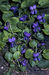 Viola odorata 2-110-1-1-3.jpg