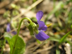 Blau-Veilchen: Blüte – Petr Filippov, CC BY-SA 3.0