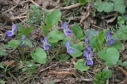 Blau-Veilchen: Pflanze – HermannSchachner, CC0