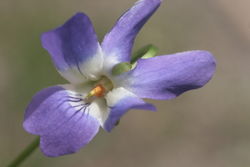 Blau-Veilchen: Blüte – HermannSchachner, CC0