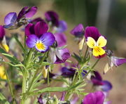 Die Blütenfarbe variiert: violett und gelb oder weiß, meistens auch blau. Typisch die Strichzeichnung. (Bild: W. Wohlers, JKI)