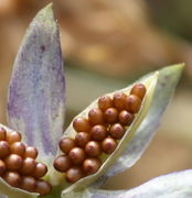 Die 2 mm großen, hellbraunen Samen haben eine Markierung am oberen Ende, von dem eine Naht ausgeht. (Bild: W. Wohlers, JKI)