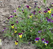 Eine gut verzweigte, 35 cm hohe Pflanze mit violetten und gelben Blüten. (Bild: W. Wohlers)