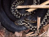 Vipera berus-pair.jpg