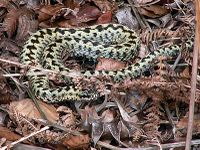 Vipera berus male.jpg