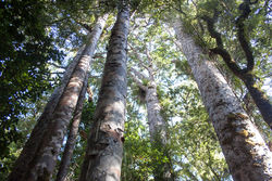 alt=Description de l'image Waipoua Forest, group of kauri trees-2.jpg.