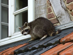 Ein Waschbär am frühen Morgen auf dem Dach eines Wohnhauses. - Carsten Volkwein, CC BY-SA 2.5