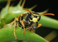 Wasp March 2008-1.jpg