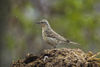 Water Pipit - Aosta Valley - Italy S4E3262 (14004406051).jpg
