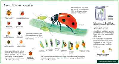 Wawra's Naturpostkarte: Marienkäfer
