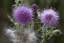 Weg-Distel: Blüte – David Bauer, CC BY-SA 3.0