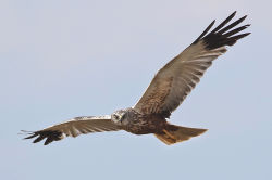Männchen im Flug - Boldings, CC BY-SA 3.0