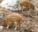 Wild boars.jpg