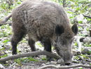 Wildschwein 12.4.2008 117.jpg