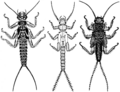 Wirbellose Tiere im Bach 19 Plecoptera Steinfliegen.png