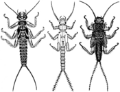 Wirbellose Tiere im Bach 19 Plecoptera Steinfliegen.png