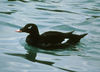Wwscoter12.JPG