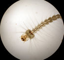 Wyeomyia smithii 1.jpg