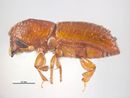 Xyleborus ferrugineus PaDIL135995a.jpg