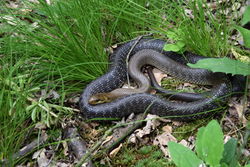 Äskulapnatter: Alttier (adult) - Schurdl, CC BY-SA 4.0
