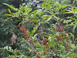 alt=Description de l'image Zanthoxylum alatum with fruits.JPG.