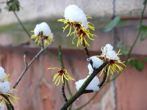 Blüten im Schnee