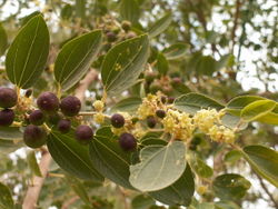 alt=Description de l'image Ziziphus-areva-israel.jpg.