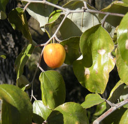 alt=Description of Zizyphus mauritiana fruit.jpg picture.