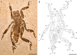 Figures 1-2. Schizodactylus groeningae (Martins-Neto, 2007), comb. n. from the Lower Cretaceous Crato Formation of Brazil. 1 Photograph of MfNB-I.2079 2 Camera lucida drawing of MfNB-I.2079. Abbreviations: R1 – right prothoracic leg; L1 – left prothoracic leg; R2 – right mesothoracic leg; L2 – left mesothoracic leg; R3 – right metathoracic leg; L3 – left metathoracic leg; bt – basitarsus; fm – femur; pn – pronotum; tb – tibia; tr – trochanter; ug – ungues. Scale bars represent 10 mm.