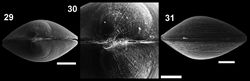 Figures 29–31. Microgloma nhanduti sp. n. Dorsal view IBUFRJ 19131 29 prodissoconch surface 30 ventral margin IBUFRJ 19176 31 Scale bars: 29, 30 = 200 µm, 31 = 80 µm.