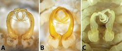 Figure 6. Male gonopods in situ, ventral view: A Riukiupeltis jamashinai (Miyako-jima Island) B Chamberlinius hualienensis (Okinawa-jima Island) C Chamberlinius uenoi comb. n.(Ishigaki-jima Island).
