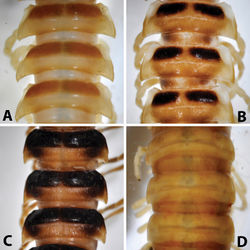 Figure 7. Midbody (11th-13th) segments, dorsal view: A Riukiupeltis jamashinai (Miyako-jima Island) B Chamberlinius hualienensis (Okinawa-jima Island) C Chamberlinius uenoi comb. n.(Ishigaki-jima Island) and D Simplogonomorpha falcata comb. n. (Vietnam, Hon Ba Mts.)