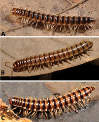 Figure 8. Habitus of millipedes: A Riukiupeltis jamashinai (live from Miyako-jima Island) B Chamberlinius hualienensis (live on Okinawa-jima Island) and C Chamberlinius uenoi comb. n.(live on Iriomote-jima Island).