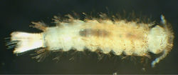 Figure 1. Propolyxenus squamatus sp. n. subadult male, habitus, dorsal view, body length: 2.50 mm. (Photograph by M. Judson).