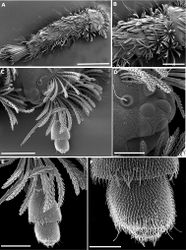 Figure 2. Propolyxenus squamatus sp. n. subadult male. A habitus, dorsal view B collum and tergites II–V, latero–dorsal view C right part of head with 2 trichobothria and antenna D ocelli and trichobothria E 4 last articles of right antenna F antennal sensilla on articles VI and VII, apical cones on article VIII. Scale bars: A 500 µm B 200 µm C 100 µm D 40 µm E 50 µm F 20 µm.