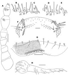 Figure 3. Propolyxenus squamatus sp. n. A right antenna of holotype female B, C sensilla of right antennal articles VI and VII of female paratype (no. 3) D, E sensilla of articles VI and VII right antenna of larva with 8 pl (no. 5) F vertex of holotype female G labrum of holotype female, papillae only represented on right part H left palp of gnathochilarium female paratype (no. 3). Abbreviations: a anterior basiconic sensillum c coeloconic sensillum p, p1, p2 posterior basiconic sensillum s setiform sensillum. Scale bars: A, F 50 µm; others, 25 µm.