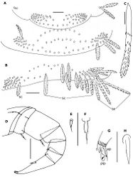 Figure 4. Propolyxenus squamatus sp. n. A Collum and tergite II of holotype female B tergite X of holotype female C barbate trichome of the right lateral tuft of tergite VII of holotype female D left leg 12 of holotype female E, F details of tibial and prefemora setae of the left leg 12 G, H telotarsus and tarsal II spine of right leg 13 of female paratype (no. 3). Abbreviations: ap anterior process bt barbate trichomes plp posterior lamellate process sc scale t latero–anterior and posterior teeth. Scale bars: C, E–H 25 µm; others, 50 µm.
