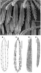 Figure 5. Propolyxenus squamatus sp. n. A tergal scales B, C scale of tergite VII of paratype female. external and internal views respectively D scale of tergite VIII of Phryssonotus capensis male with 12 pl from Mtuzini, Natal E scale of posterior row of tergite VIII of the holotype Condexenus biramipalpus. D and E modified after Nguyen Duy–Jacquemin 2006[1]. Scales bars: A 50 µm B–E 25 µm.