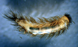 Figure 6. Phryssonotus brevicapensis sp. n, habitus, dorsal view, body length: 5 mm. (Photograph by M. Judson).
