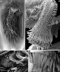 Figure 7. Phryssonotus brevicapensis sp. n. A habitus, adult male, ventral view showing 15 pl B detail of a palette of left leg 15 C postero–ventral view showing leg pairs 14 and 15 terminating in palettes D detail of scales arranged along posterior margin of tergite. Scale bars: A 1 mm B 10 µm C, D 100 µm.