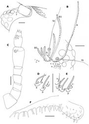 Figure 8. Phryssonotus brevicapensis sp. n. A right ventral part of head of female adult (no. 20) showing the 10 ocelli, dorsal ones shown with dotted lines B right part of the head of holotype showing position of trichobothria ta, tb and tc, long frontal trichome A and short trichomes B1–B5 (only some ocelli drawn) C left antenna of holotype; the posterior sensillum is abnormally bifurcated on article VI D, E antennal sensilla on articles VII and VI of right antenna of holotype F right palp of gnathochilarium of holotype. Abbreviations: a anterior basiconic sensillum c coeloconic sensillum p posterior basiconic sensillum s setiform sensillum; T, Tömösvary’s organ. Scale bars: A, B, C 50 µm; others, 25 µm.