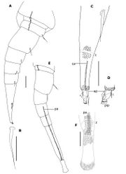 Figure 9. Phryssonotus brevicapensis sp. n., adult male (no. 1). A right leg 12 B seta of prefemur of right leg 12 C distal part of tarsus II of the right leg 12 D telotarsus of left leg 12 E right leg 15 F distal part of tarsus II and palette of right leg 15. Abbreviations: ap anterior process ca apodeme of claw pa apodeme of palette plp posterior lamellate process t latero–anterior and posterior teeth z smooth area. Scale bars: A, E 50 µm; others, 25 µm.