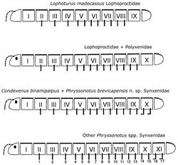 Figure 10. Comparison of segmentation in Polyxenida, corrected and improved after Nguyen Duy–Jacquemin (2006)[4].