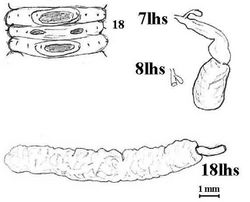 Figure 6. Aporodrilus equestris (Benham, 1942). Lectotype (AMNZ 5040); sketch of male field of paralectotype for comparison with Benham’s figures; also spermathecae (7lhs, 8lhs as a stub with missed diverticulum, 9lhs not shown) and prostate in situ.