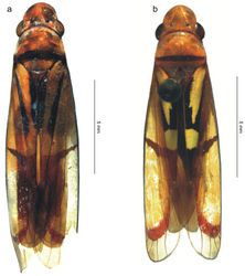 Figure 1. The two species treated in this paper, body in dorsal view (antennae and legs not depicted). a Tacora johanni sp. n., male holotype b Tacora saturata Young, 1977, female (pinned specimen).