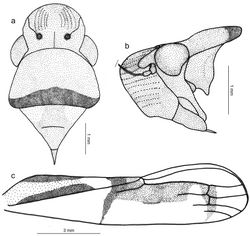 Figure 2. Tacora johanni sp. n., male holotype. a head, pronotum and mesonotum, dorsal view b anterior portion of body, lateral view c left forewing.