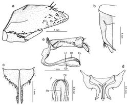 Figure 3. Tacora johanni sp. n., genitalia of male holotype. a pygofer, valve and subgenital plate, lateral view b pygofer, dorsal view c subgenital plates, ventral view d styles and connective, dorsal view e aedeagus and anal tube, lateral view (Df: dorsal flange, Fp: projection formed by flanges, Go: gonoduct, Lf: lateral flange) f apical portion of aedeagus, ventral view.