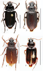 Figures 2–5. Habitus of Orthogonius spp. n. 2 Orthogonius taghavianae sp. n. holotype 3 Orthogonius coomanioides sp. n. holotype 4 Orthogonius similaris sp. n. paratype 5 Orthogonius setosopalpiger sp. n. holotype. Scale bar: 10 mm.